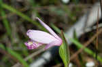 Rose pogonia <BR>Snakemouth orchid